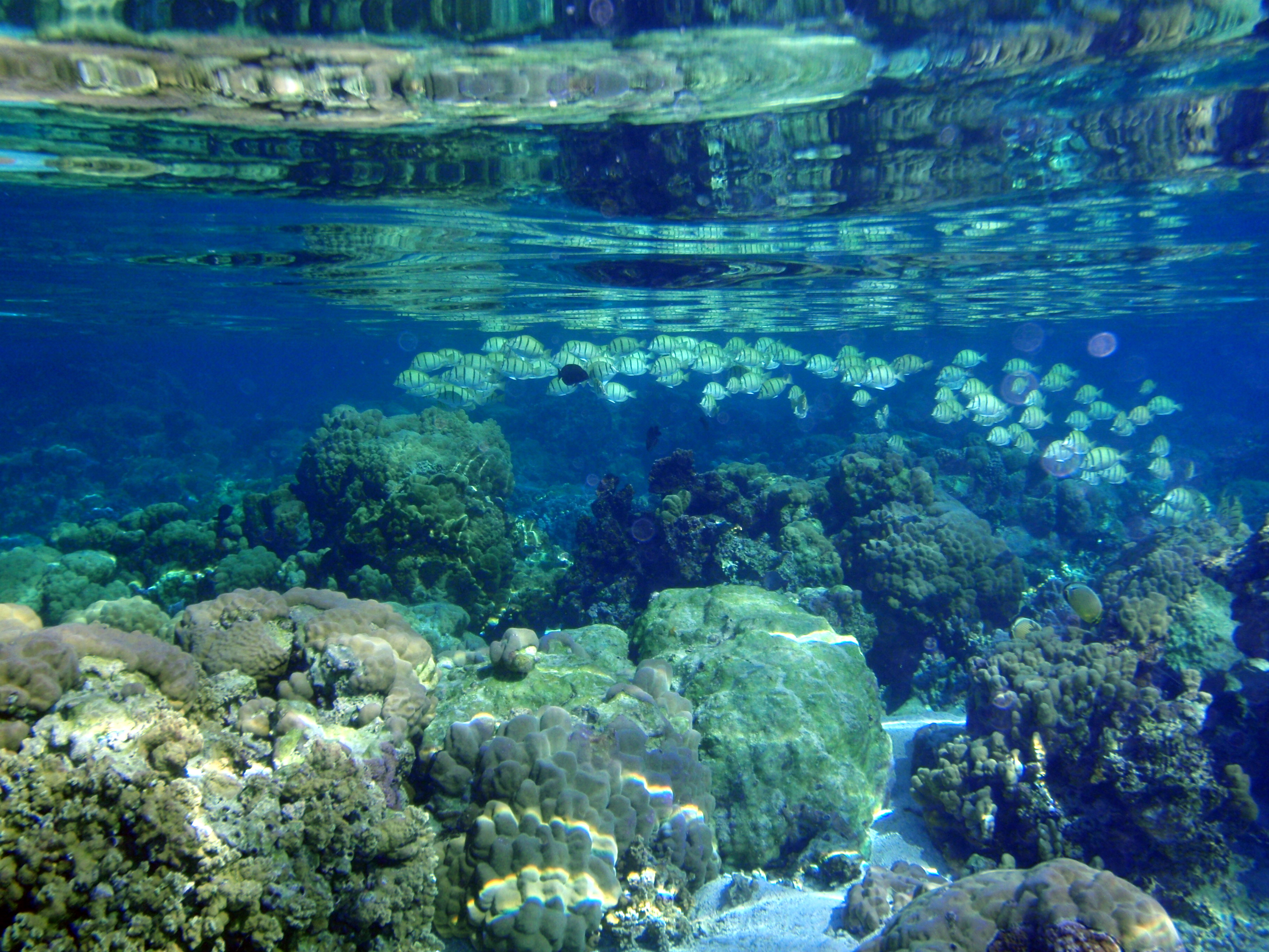 Estuary and coastal zone management plans