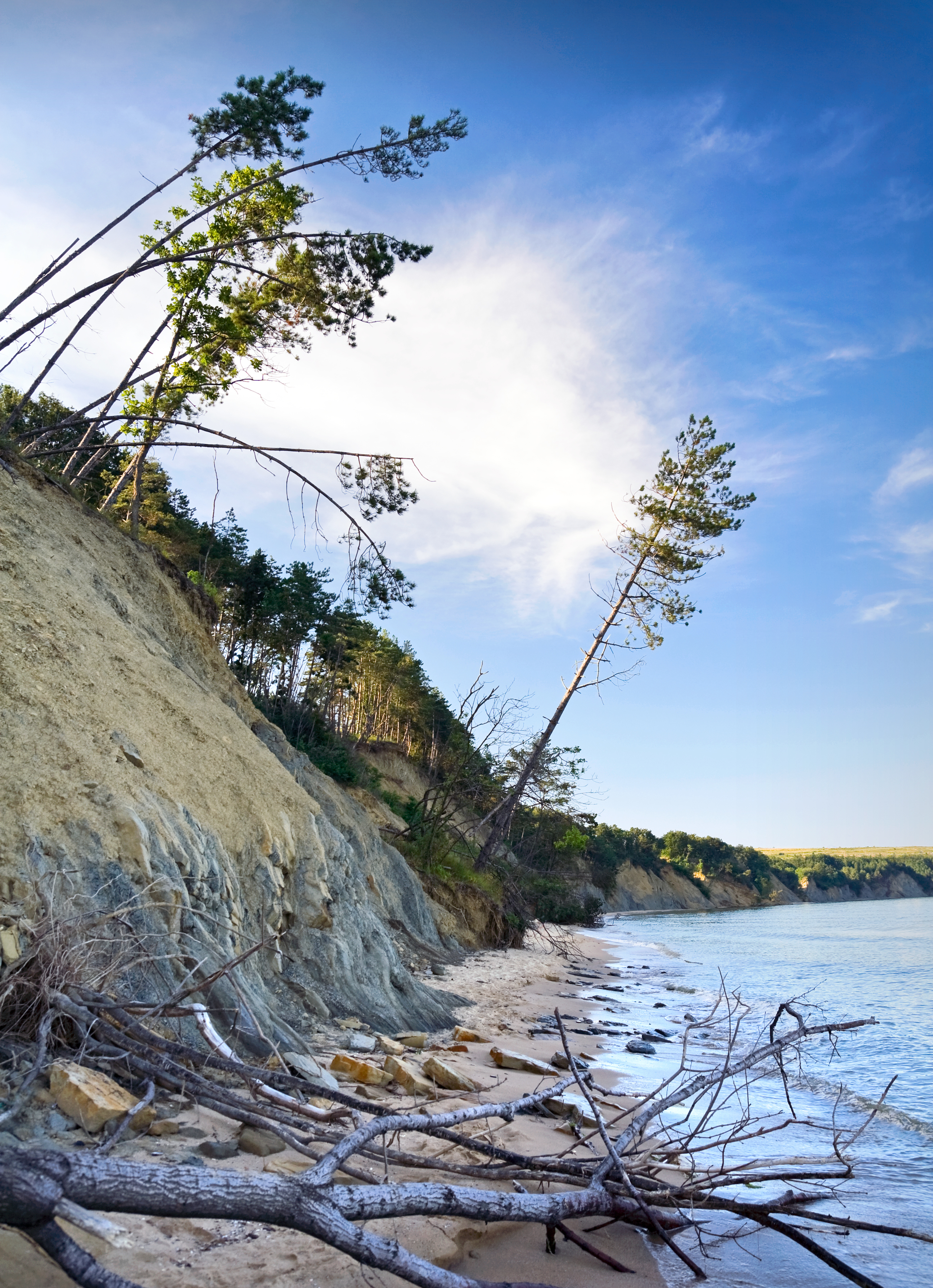 A picture of trees collapsing in to the sea due to coastal erosion