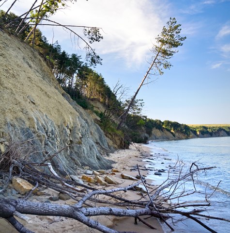 A picture of trees collapsing in to the sea due to coastal erosion