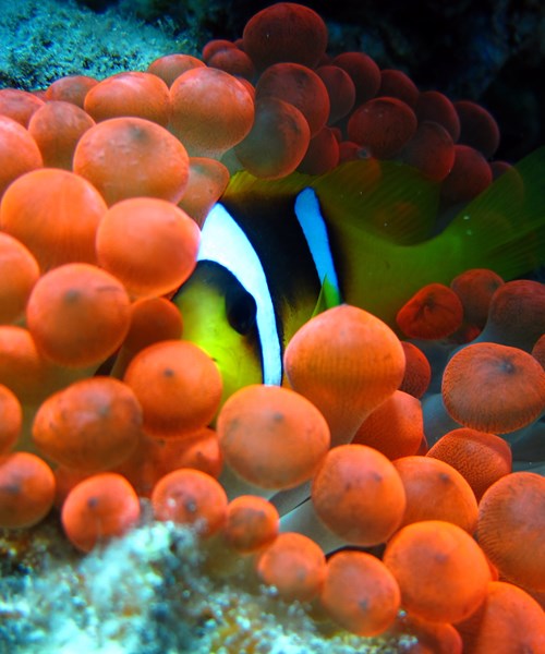 BMT and University of Queensland team up to help save the Great Barrier Reef