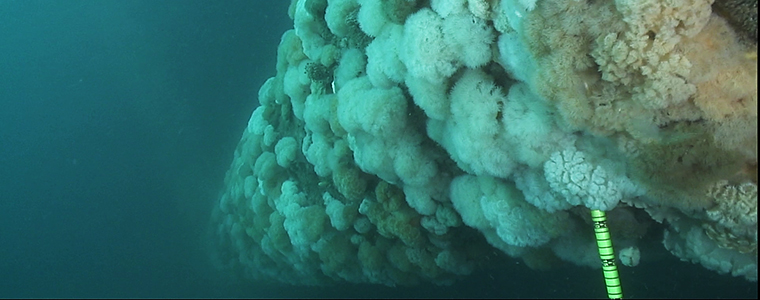 A picture of algae growth on a structure in the ocean