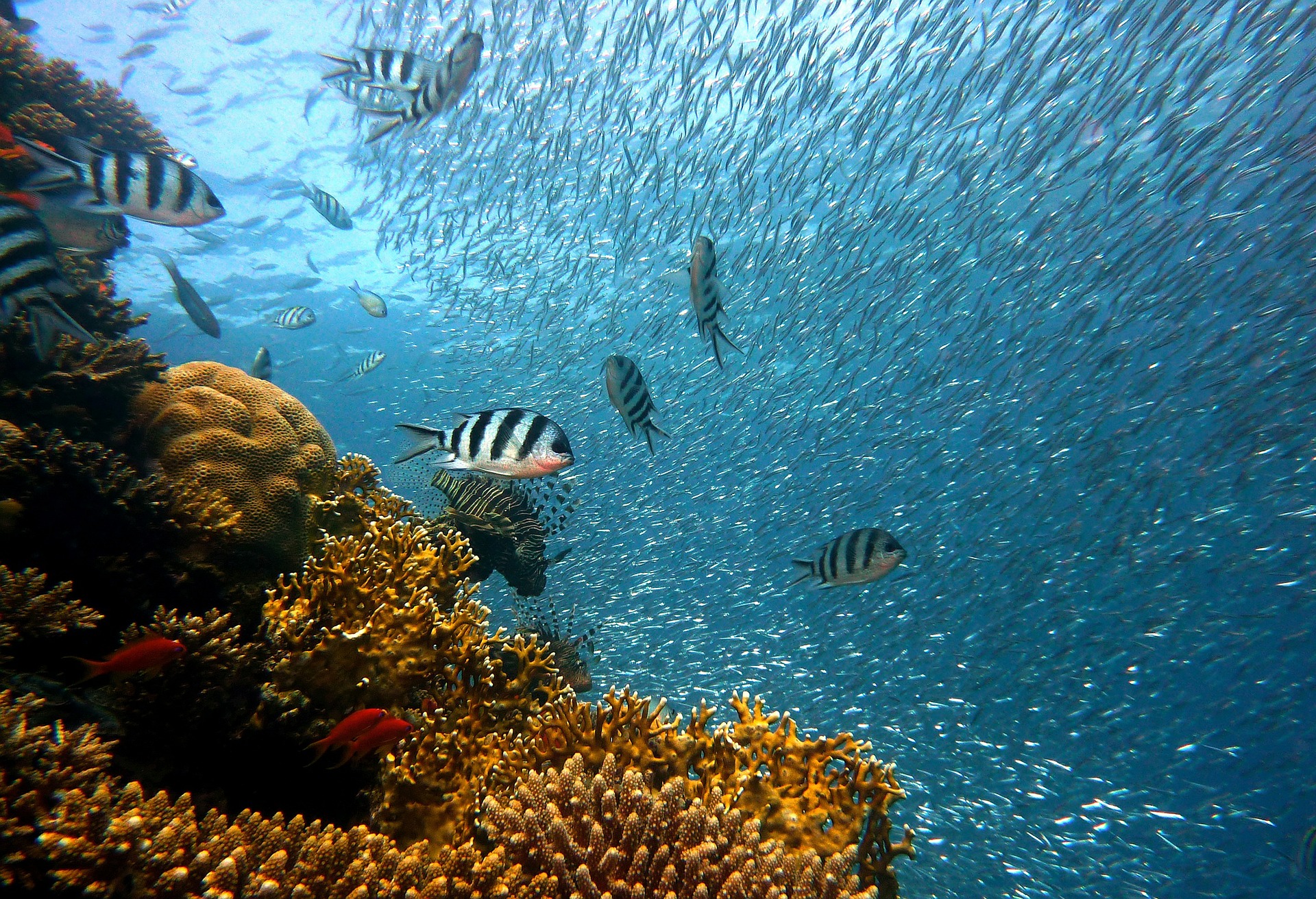 Fish swimming alongside a coral reef