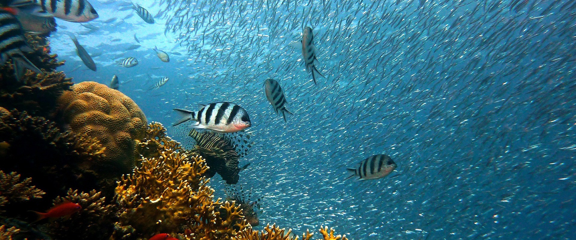 Fish swimming alongside a coral reef