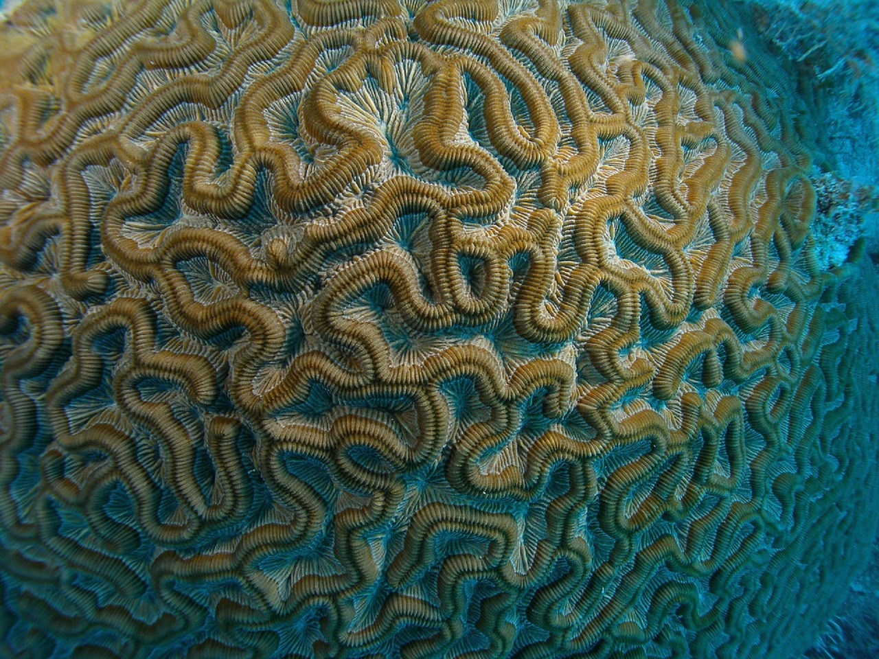 Brain coral