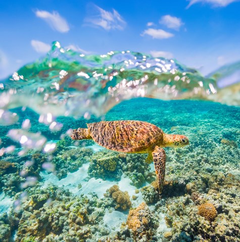 A picture of a turtle in the ocean swimming over coral reef