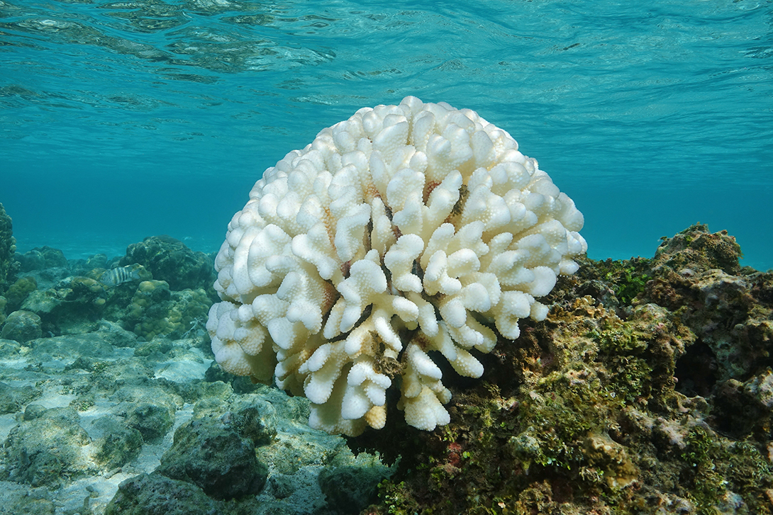 Coral Rehabilitation and Climate Change 