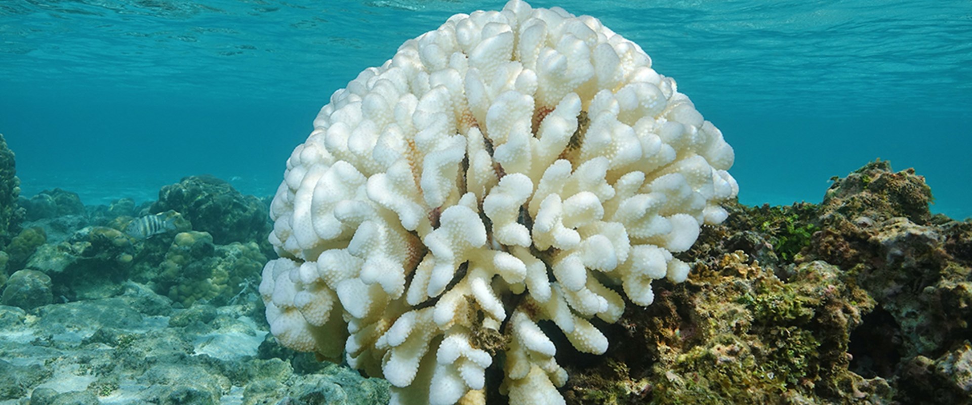 Coral Rehabilitation and Climate Change 