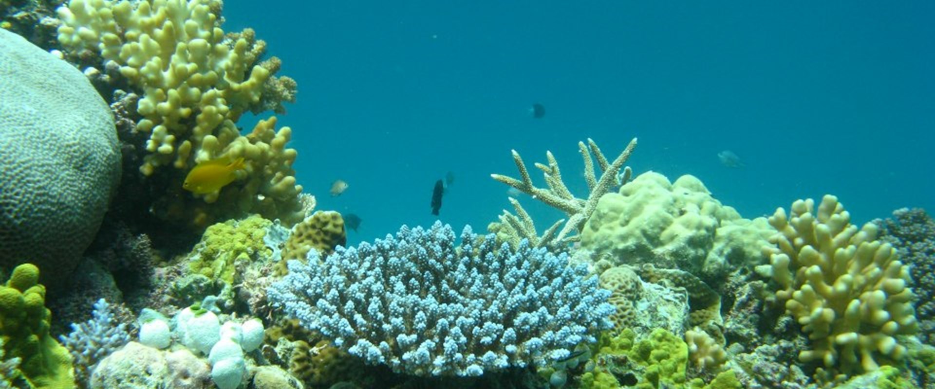 Coral Reef Restoration - banner 