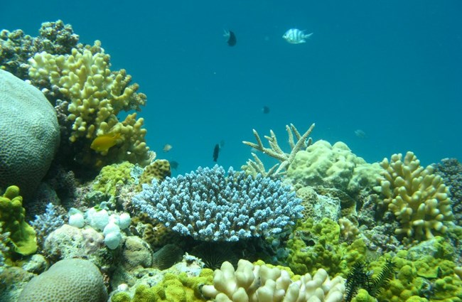 Coral Reef Restoration - banner 