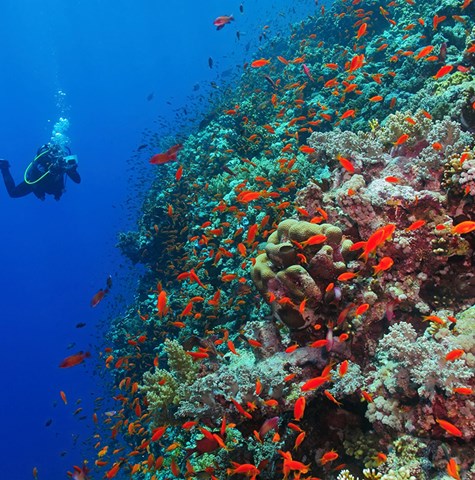 Coral Reef Restoration - prev