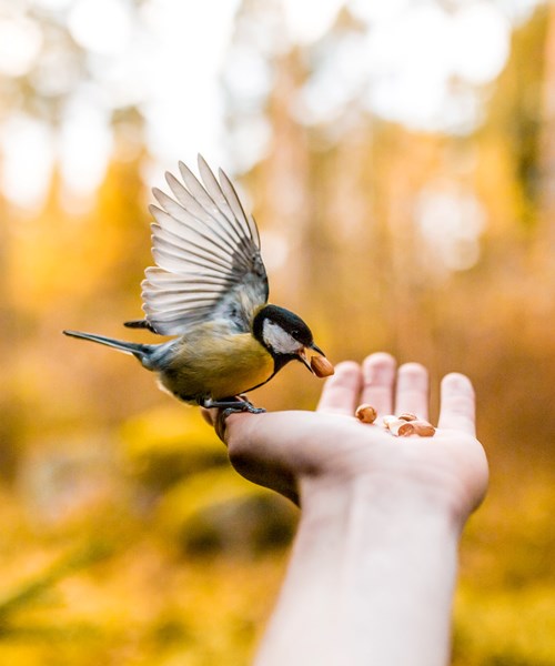 A bird feeding on nuts being held out on a man's hand