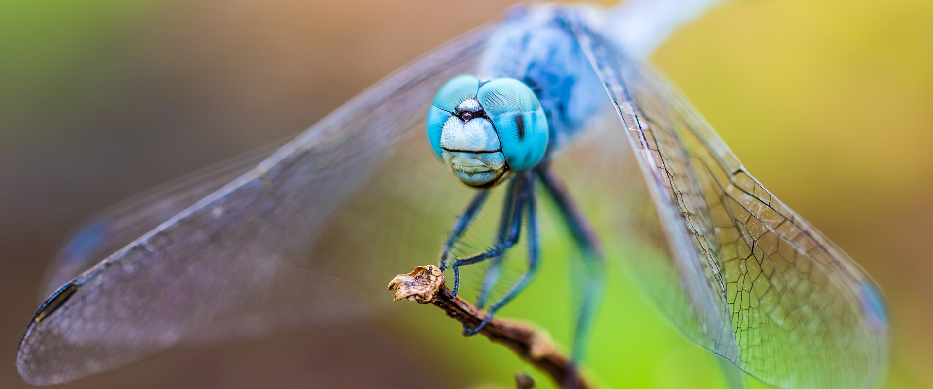 Blue dragonfly on green leaves