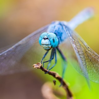 Blue dragonfly on green leaves