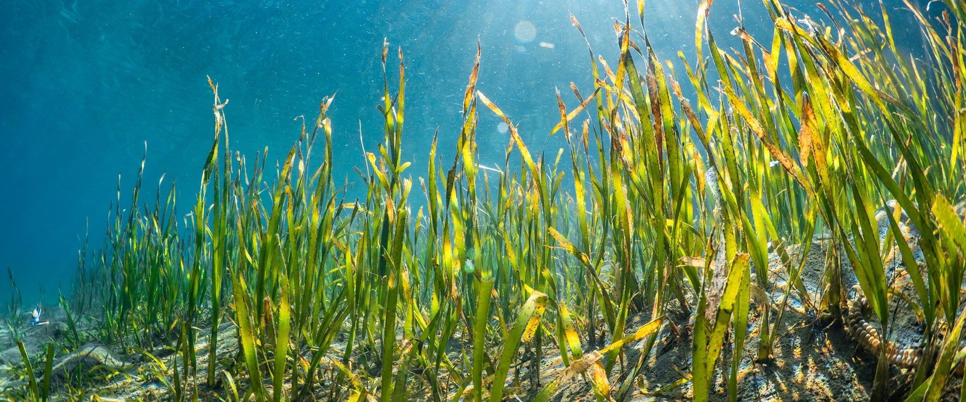 Seagrass: More than Meets the Eye » Marine Conservation Institute