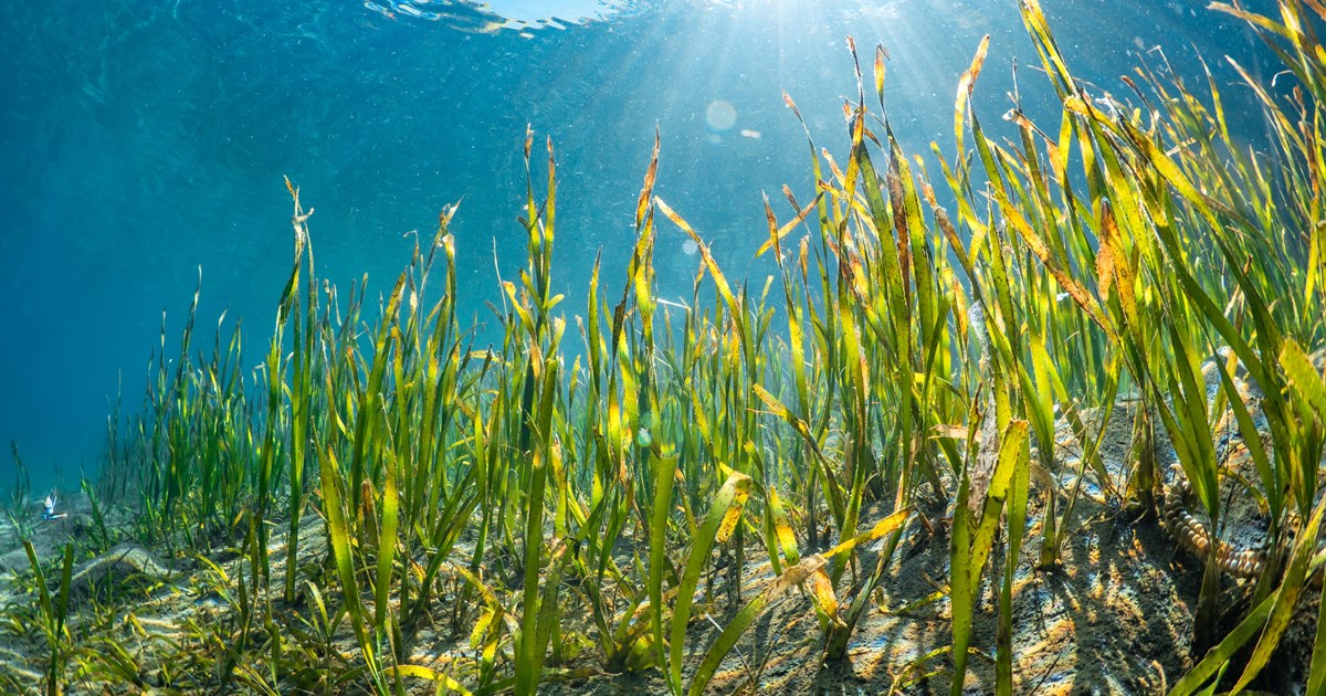 Seagrass restoration