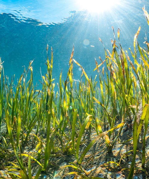 Seagrass growing in turquoise waters