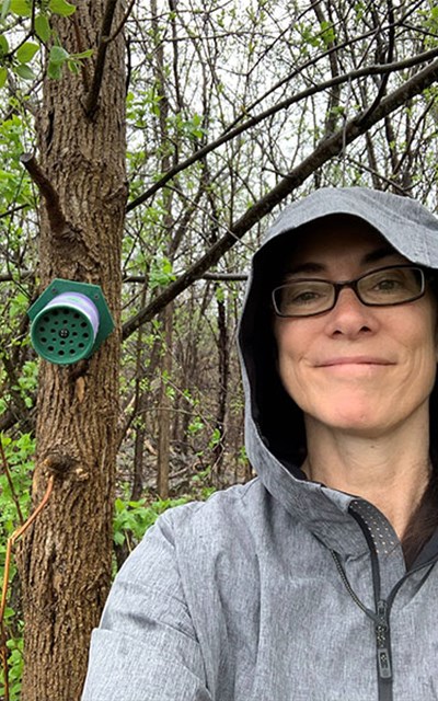 Introducing a Bees Nest