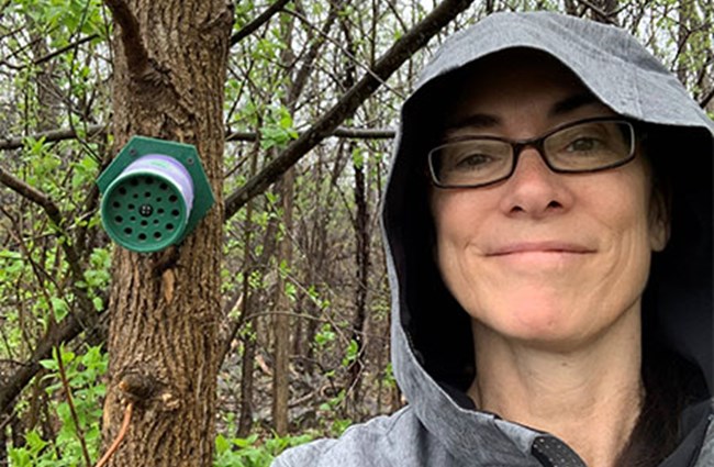 Introducing a Bees Nest