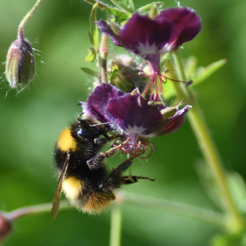 Choosing bee friendly plants