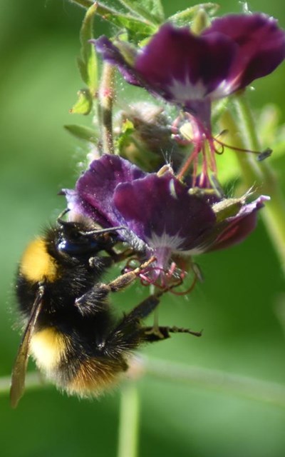 Choosing bee friendly plants