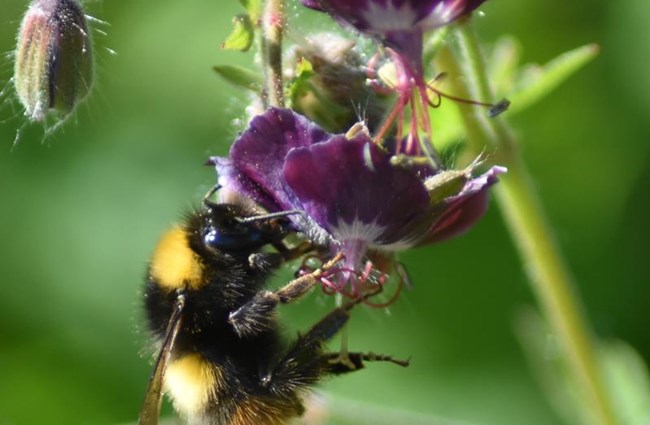 Choosing bee friendly plants
