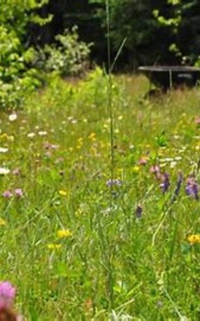 Letting the lawn go wild