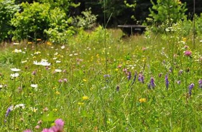 Letting the lawn go wild