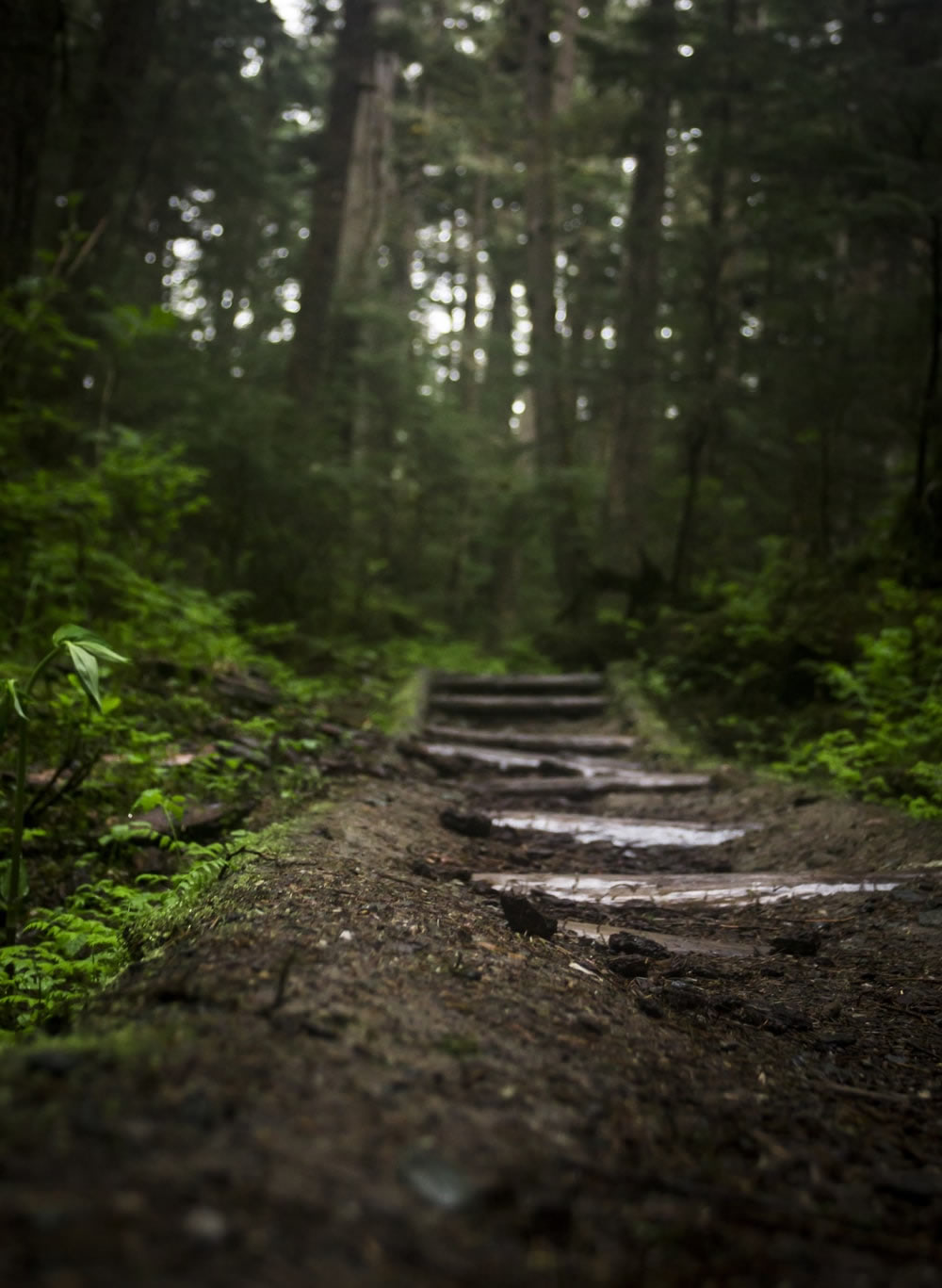 Path through ancient woodland