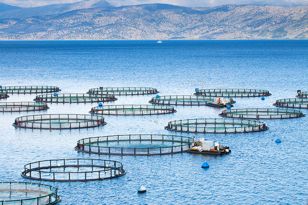 Aquaculture farm