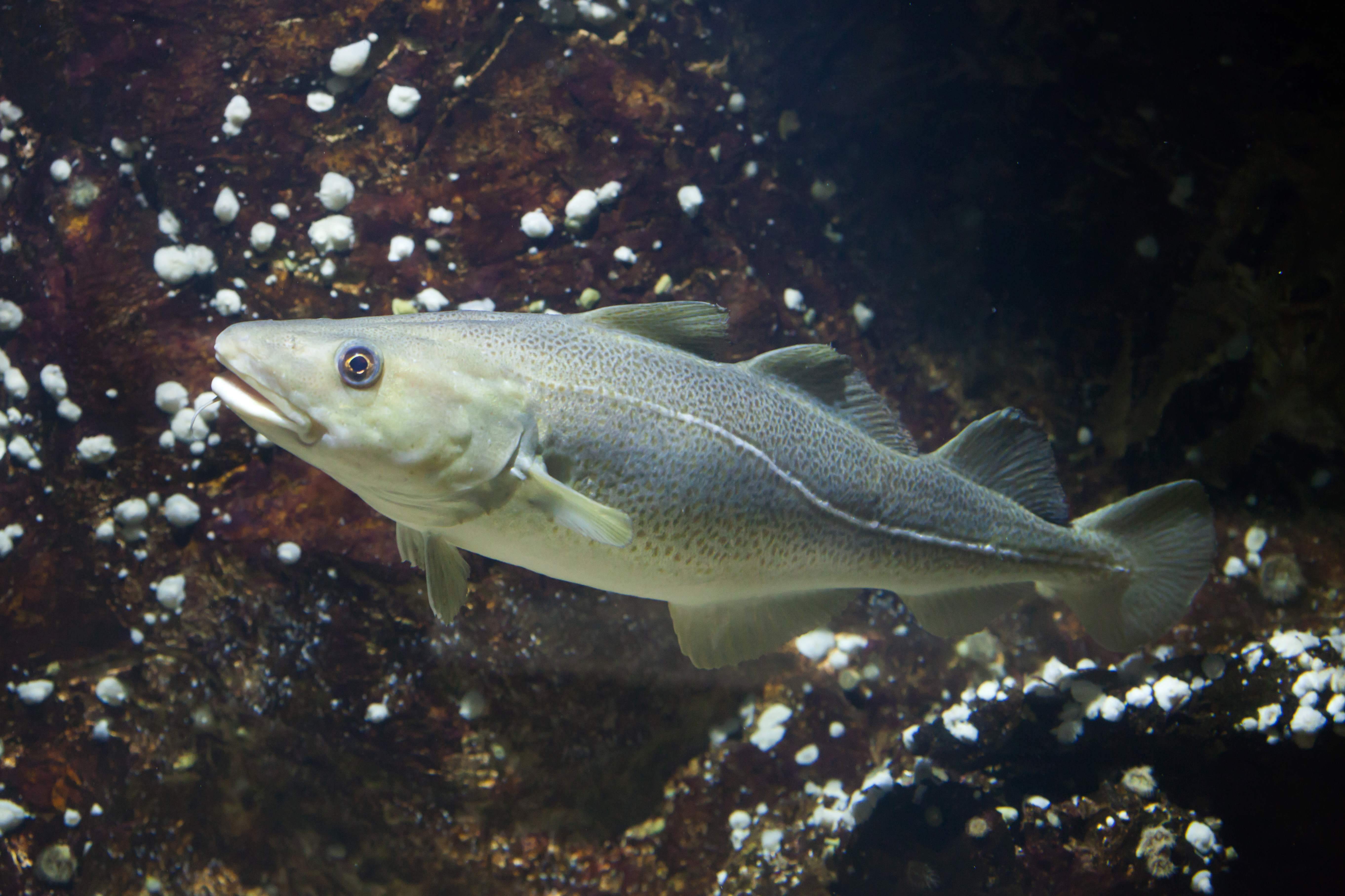atlantic-cod