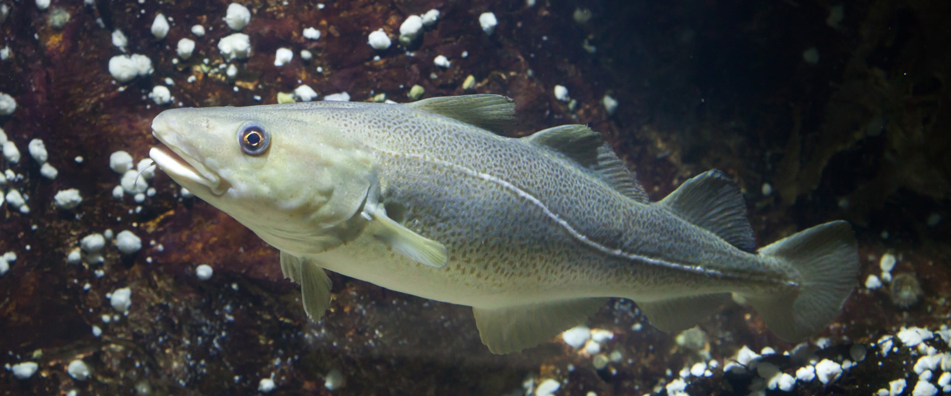 Cod Fish Scott Read how BMT is shaping the future on Scotland's fisheries